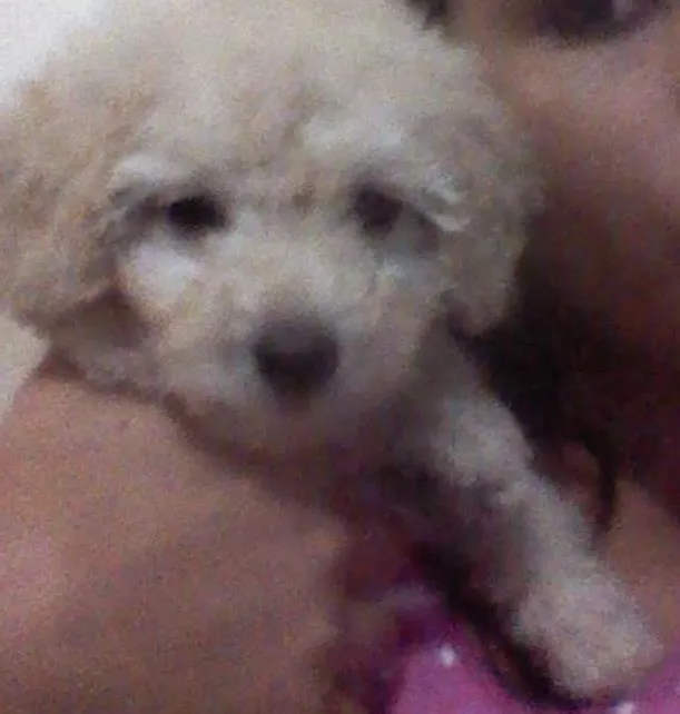 Cachorro ra a Poodle  idade 2 a 6 meses nome Kalebe