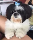 suzi