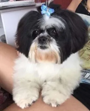 Cachorro raça lhasa apso idade 4 anos nome suzi