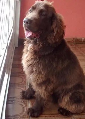 Cachorro raça Golden com Cocker idade 1 ano nome Freud