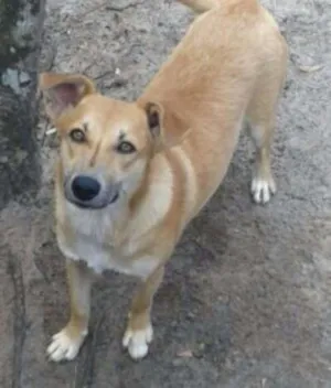 Cachorro raça SRD idade 1 ano nome Mel