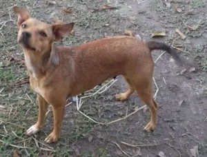 Cachorro raça SRD idade 1 ano nome Dhara