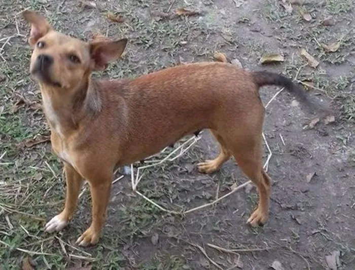 Cachorro ra a SRD idade 1 ano nome Dhara