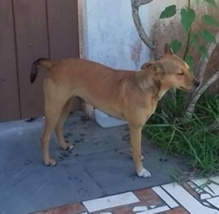 Cachorro ra a SRD idade 1 ano nome Dhara