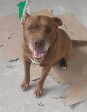 Cachorro raça Pit-Bull idade 3 anos nome Atila