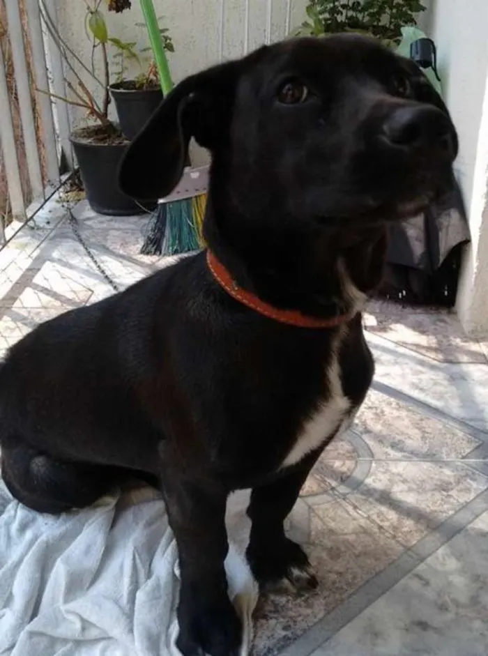 Cachorro ra a SRD idade 7 a 11 meses nome Black