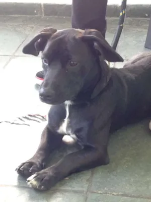 Cachorro raça SRD idade 7 a 11 meses nome Black