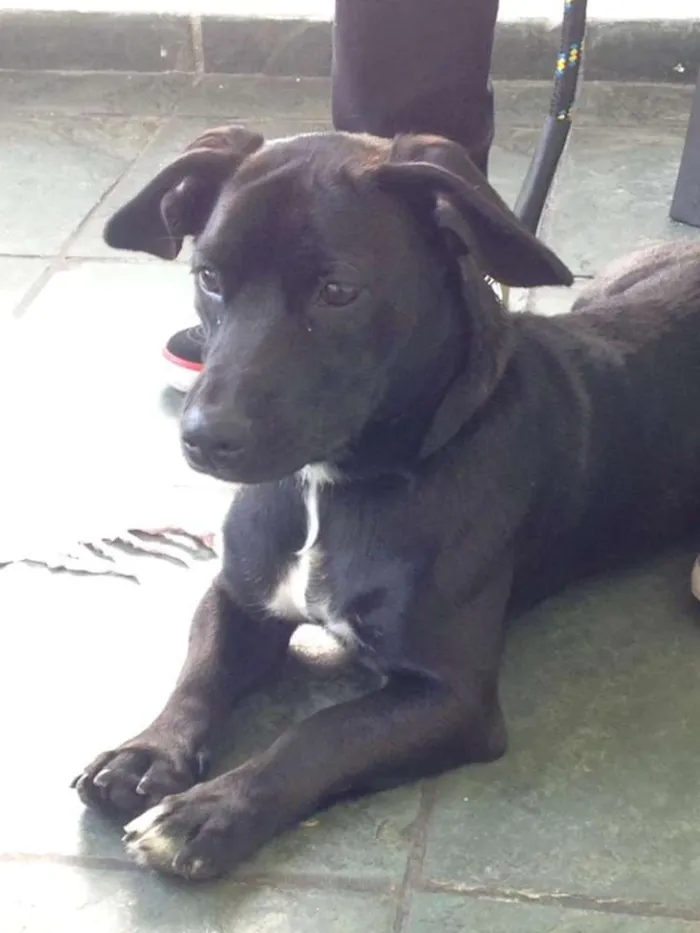 Cachorro ra a SRD idade 7 a 11 meses nome Black