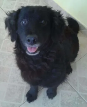 Cachorro raça mestiço de cocker idade 1 ano nome Coockie