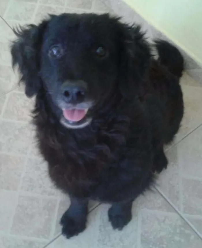 Cachorro ra a mestiço de cocker idade 1 ano nome Coockie