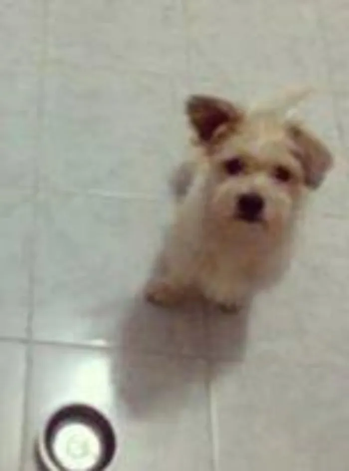 Cachorro ra a SRD idade 1 ano nome Oddy