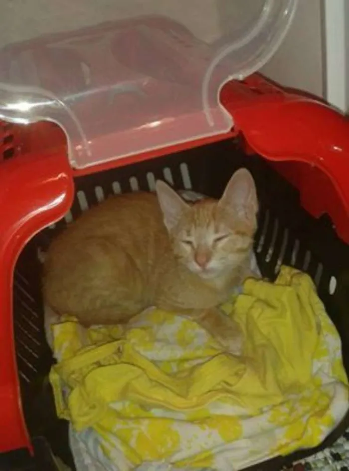 Gato ra a SRD idade 2 a 6 meses nome Lua