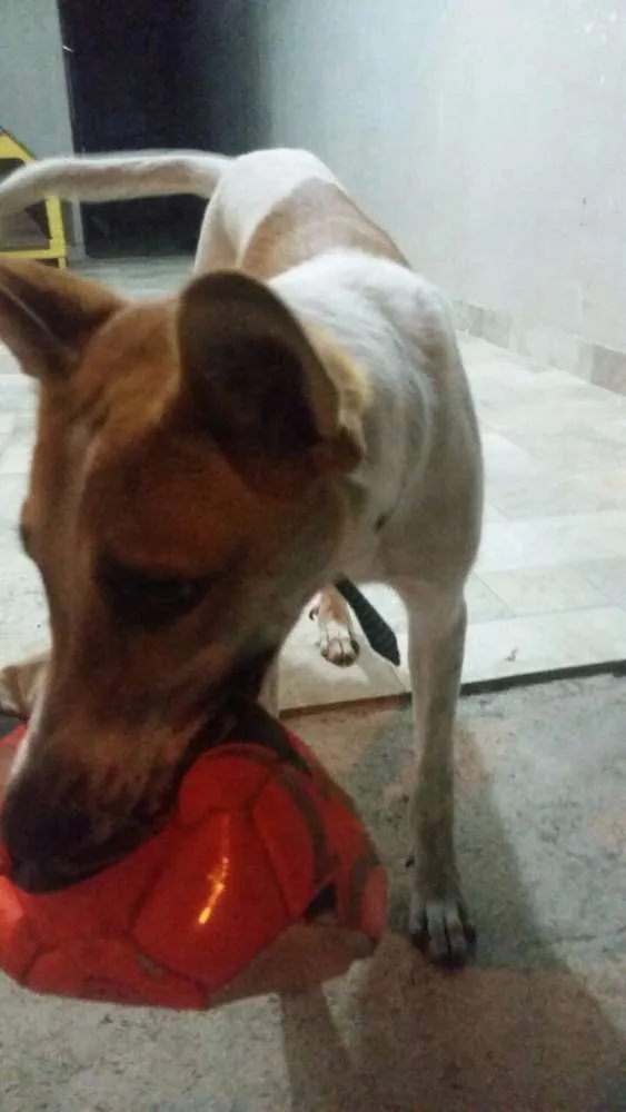 Cachorro raça idefinido idade 7 a 11 meses nome Bob
