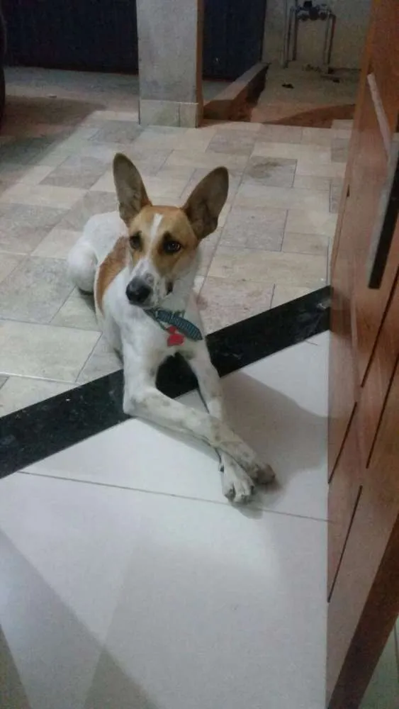 Cachorro raça idefinido idade 7 a 11 meses nome Bob