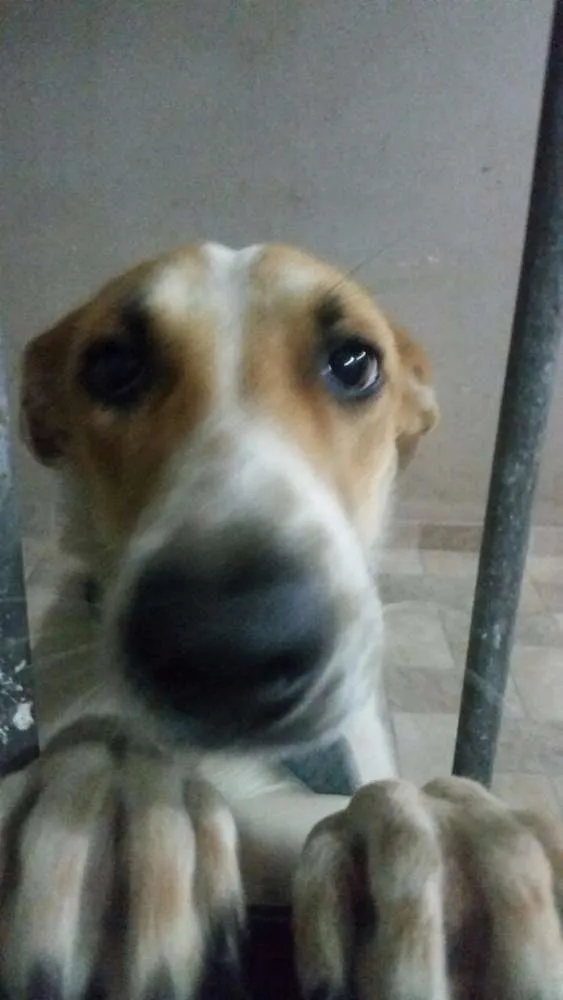 Cachorro raça idefinido idade 7 a 11 meses nome Bob