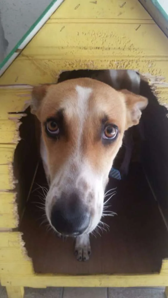 Cachorro raça idefinido idade 7 a 11 meses nome Bob