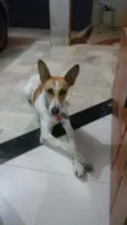Bob