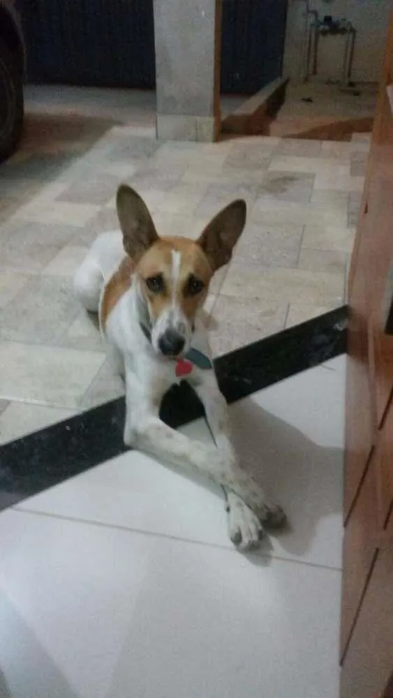 Cachorro raça idefinido idade 7 a 11 meses nome Bob