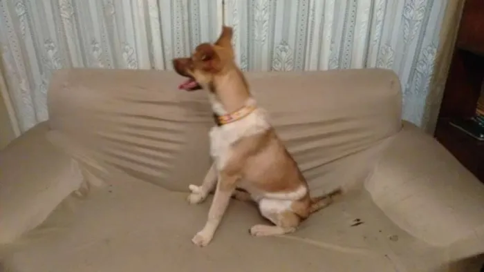 Cachorro ra a sem raça definida idade 7 a 11 meses nome Layla