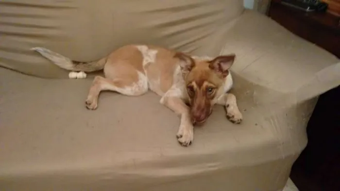 Cachorro ra a sem raça definida idade 7 a 11 meses nome Layla