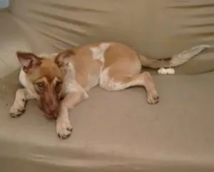 Cachorro raça sem raça definida idade 7 a 11 meses nome Layla