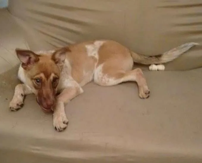 Cachorro ra a sem raça definida idade 7 a 11 meses nome Layla
