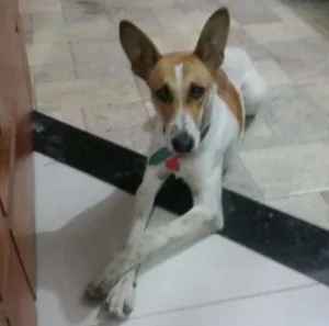 Cachorro raça idefinido idade 7 a 11 meses nome Bob