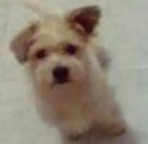 Cachorro raça SRD idade 1 ano nome Oddy