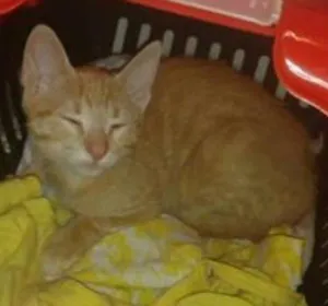 Gato raça SRD idade 2 a 6 meses nome Lua