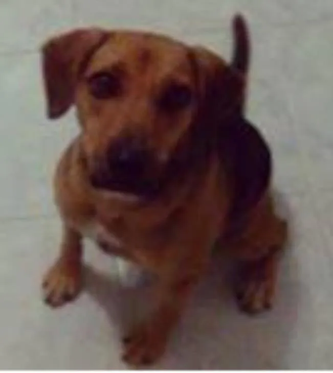 Cachorro ra a SRD idade 2 anos nome Billy