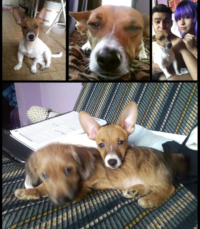 Cachorro ra a Pinscher idade 3 anos nome julie GRATIFICA