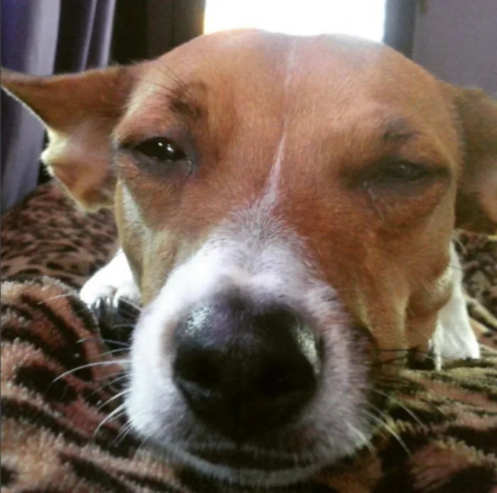 Cachorro ra a Pinscher idade 3 anos nome julie GRATIFICA