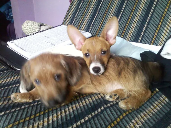 Cachorro ra a Pinscher idade 3 anos nome julie GRATIFICA