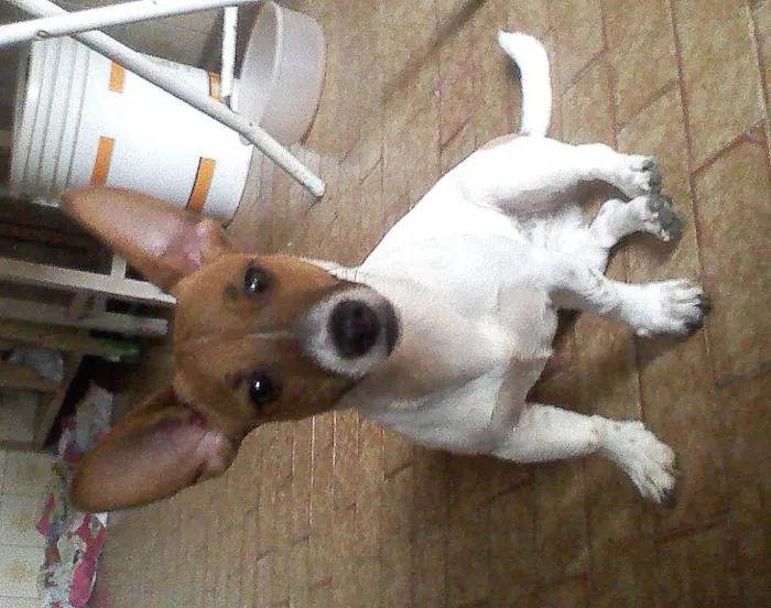 Cachorro ra a Pinscher idade 3 anos nome julie GRATIFICA
