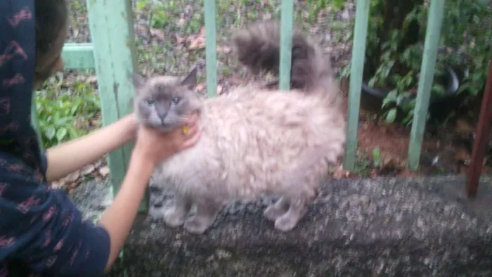 Gato ra a SRD idade 2 anos nome ?