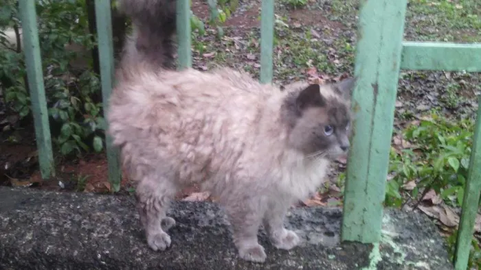 Gato ra a SRD idade 2 anos nome ?