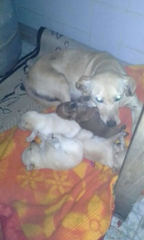 Cachorro ra a SRD idade Abaixo de 2 meses nome sem nome