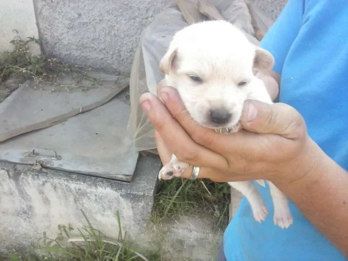 Cachorro ra a SRD idade Abaixo de 2 meses nome sem nome