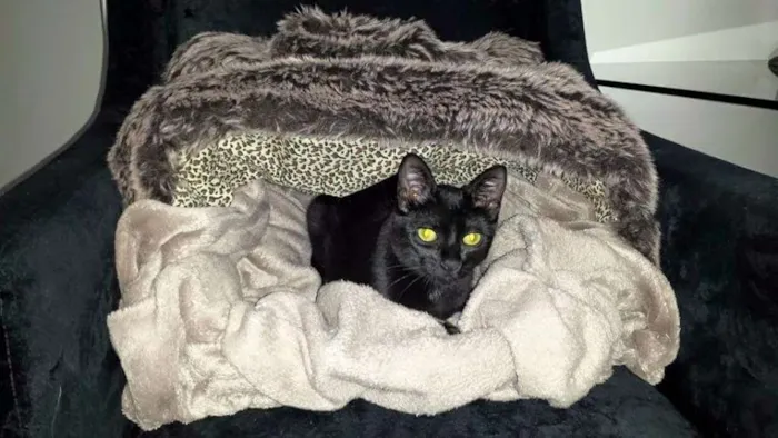 Gato ra a  idade 1 ano nome Pepito