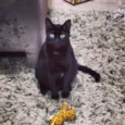 Pepito