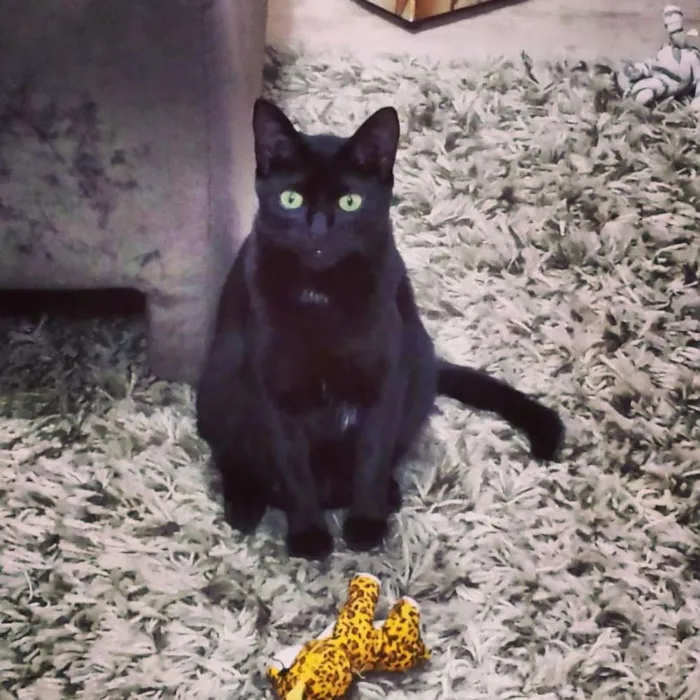 Gato ra a  idade 1 ano nome Pepito