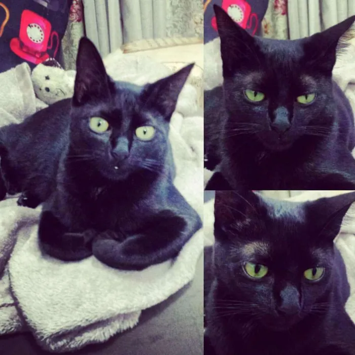 Gato ra a  idade 1 ano nome Pepito