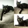 Pepito