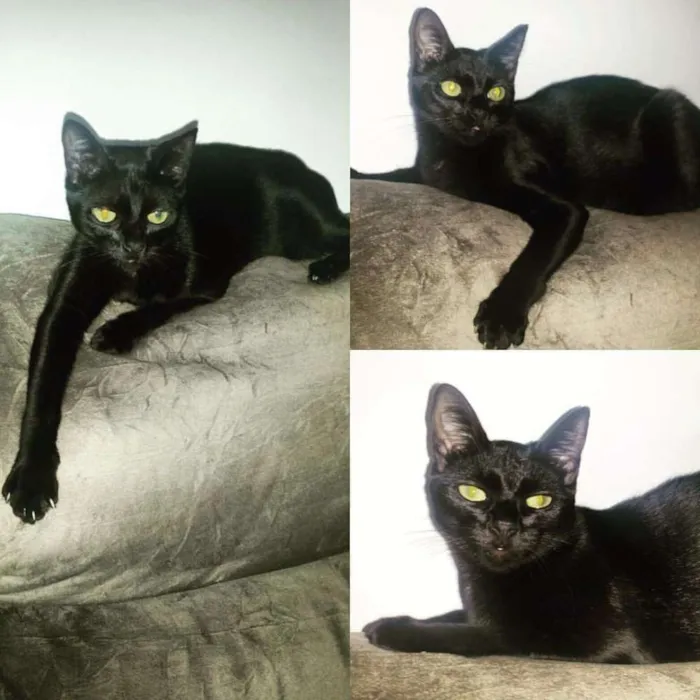 Gato ra a  idade 1 ano nome Pepito