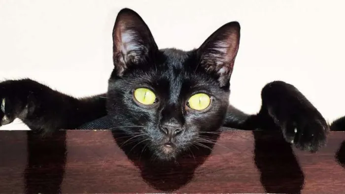 Gato ra a  idade 1 ano nome Pepito