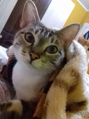 Gato raça Srd idade 2 anos nome Théo  e Thor