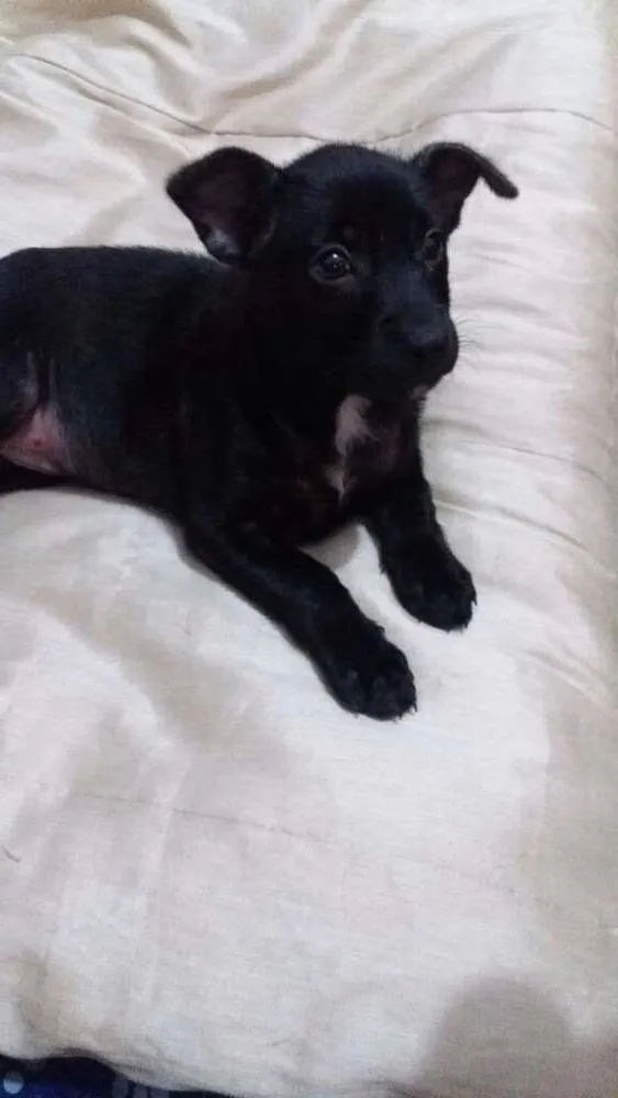 Cachorro ra a srd idade Abaixo de 2 meses nome jessie