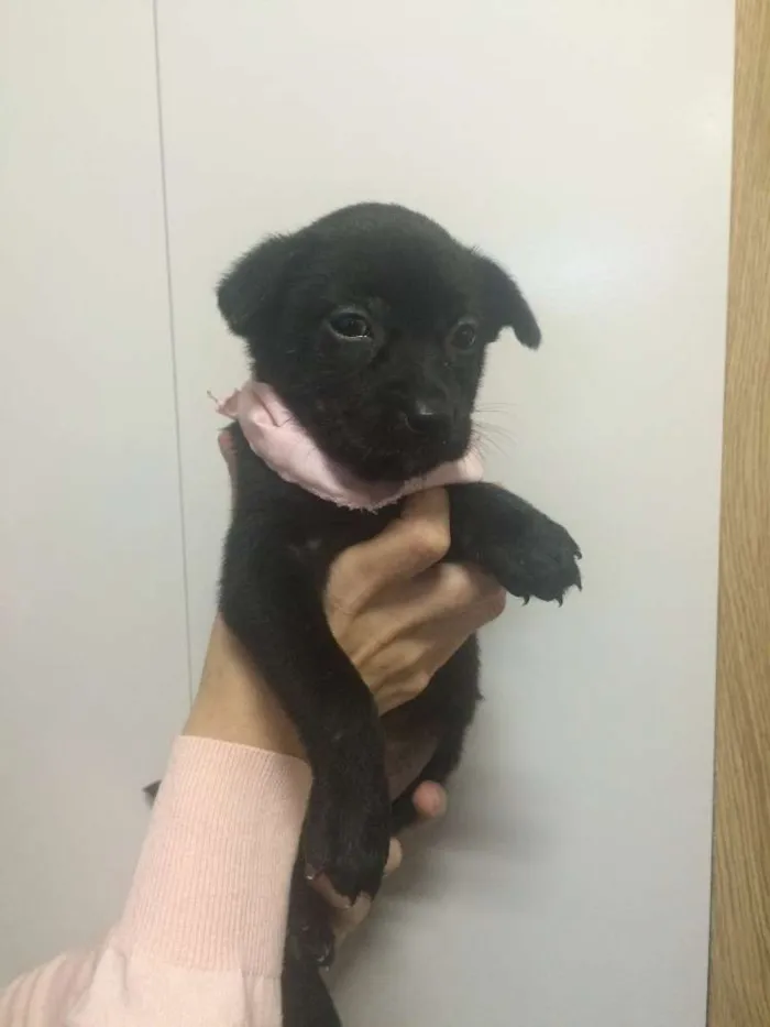 Cachorro ra a srd idade Abaixo de 2 meses nome jessie