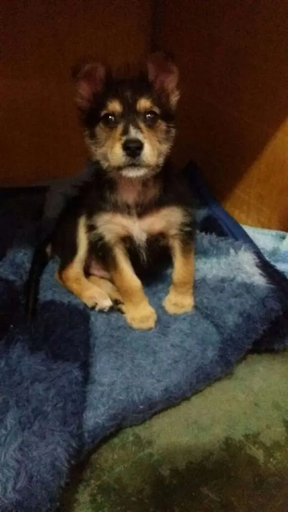 Cachorro ra a SRD idade Abaixo de 2 meses nome jimy