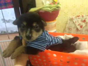 Cachorro raça SRD idade Abaixo de 2 meses nome jimy